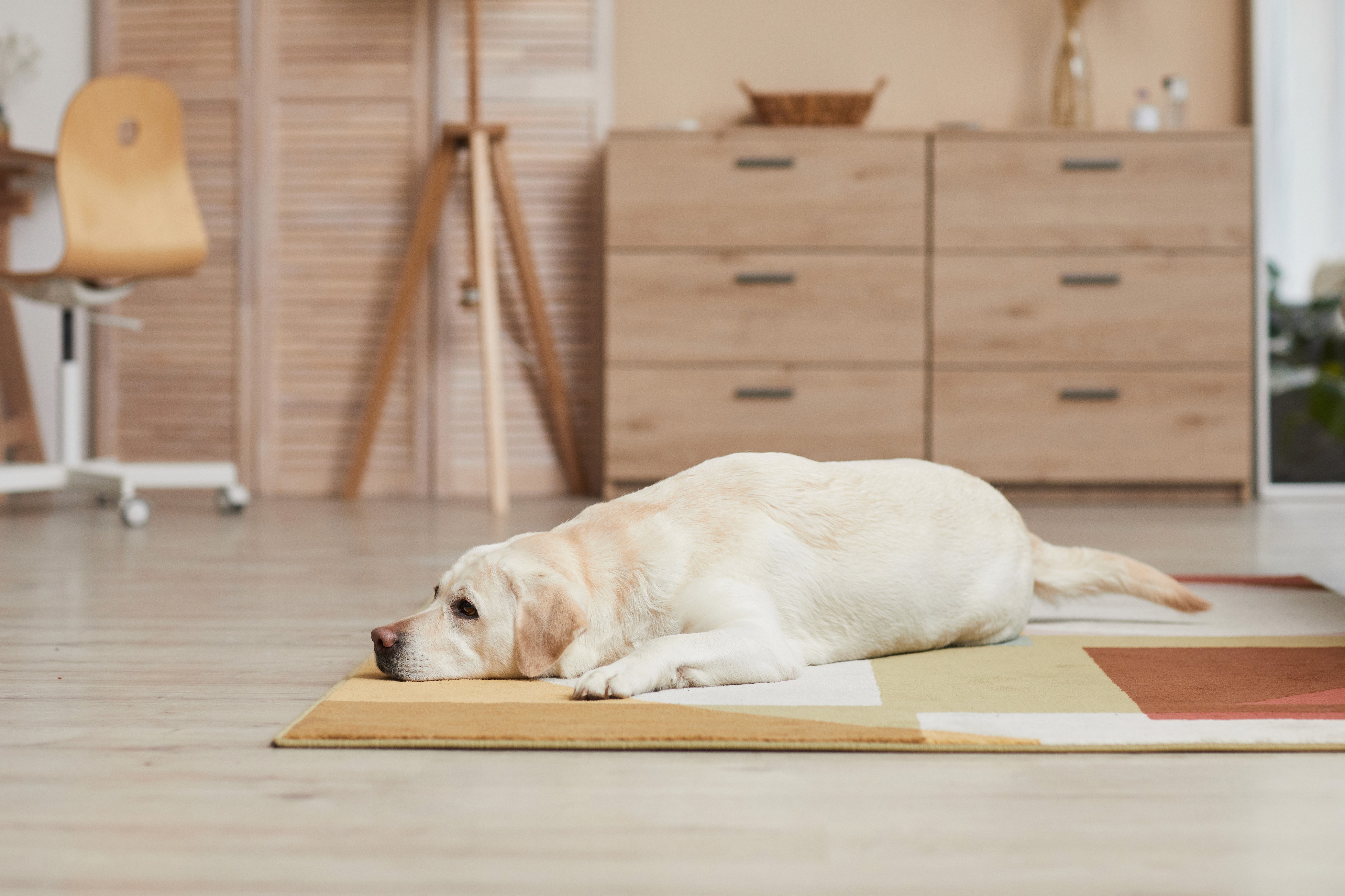 Pet-friendly hybrid flooring in a Brisbane home, designed to handle muddy paws, accidents and movement with stain resistance, water protection and steady underfoot grip.