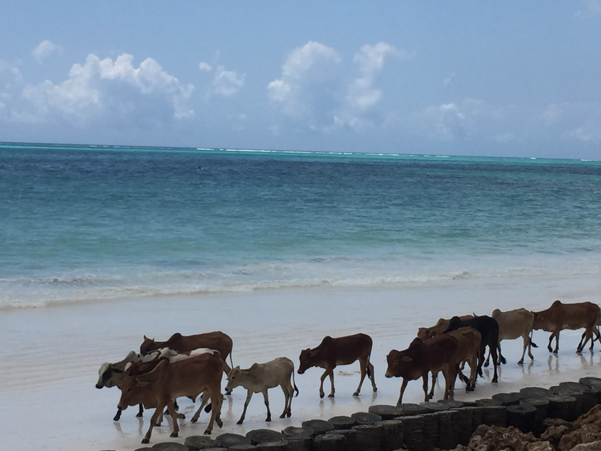 Cows walking across the beach.