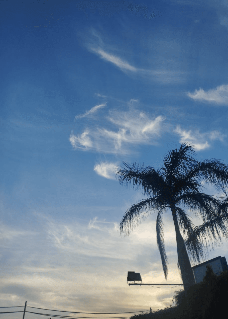 palm tree with cloudy sky