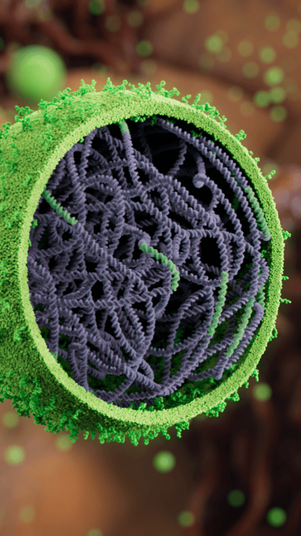 View of the cell nucleus surface with nuclear pore complexes and condensates visible inside