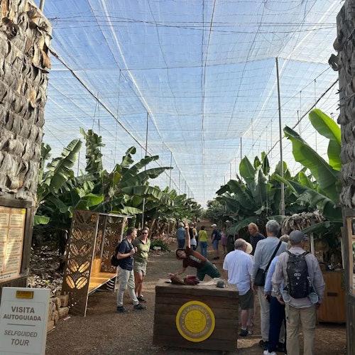 人们正在一个香蕉种植园游览，头顶有网罩，周围有信息牌和香蕉植株。指示牌上写着“自助游”。