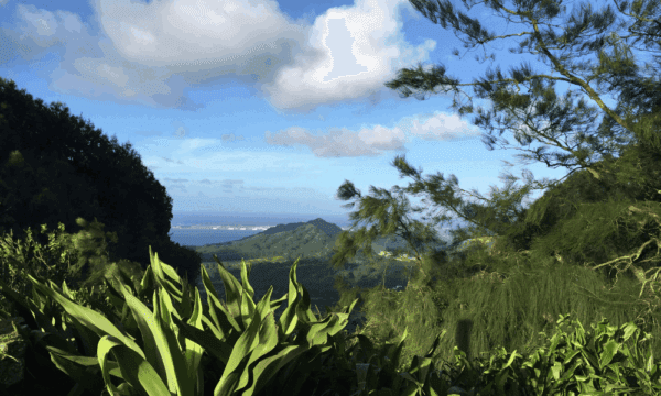 View of the oahu coastline from the mountains above full of plants.