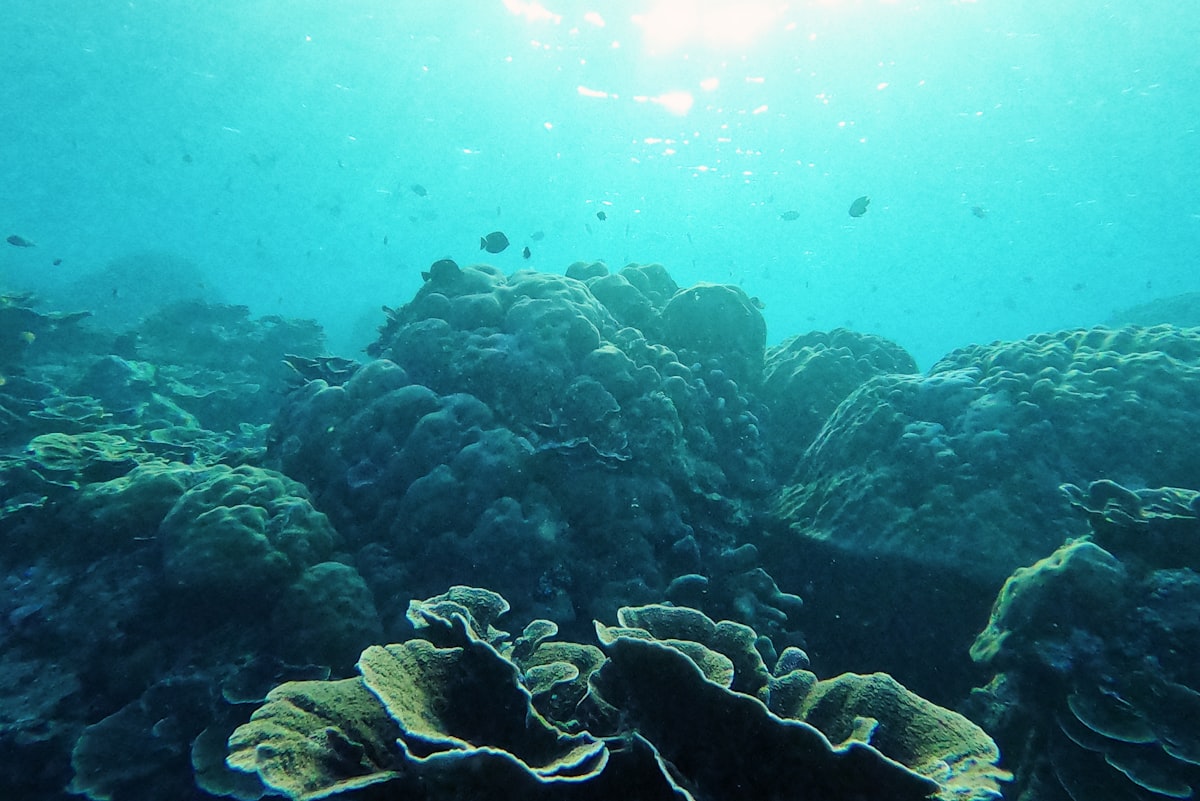 Coral reef and reef fish on a sunlit slope in Indonesian waters
