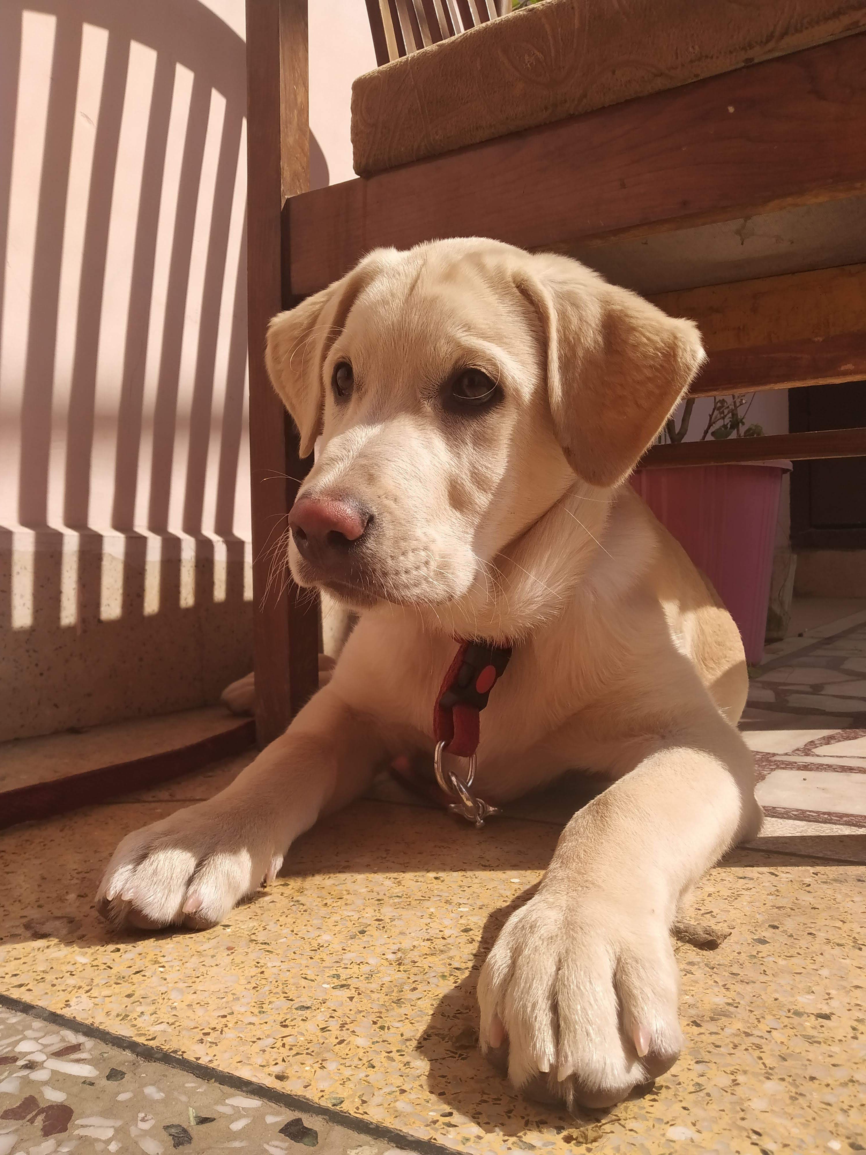A close-up of a pink cocktail in a martini glass, set against a nighttime background with soft, blurred colors.