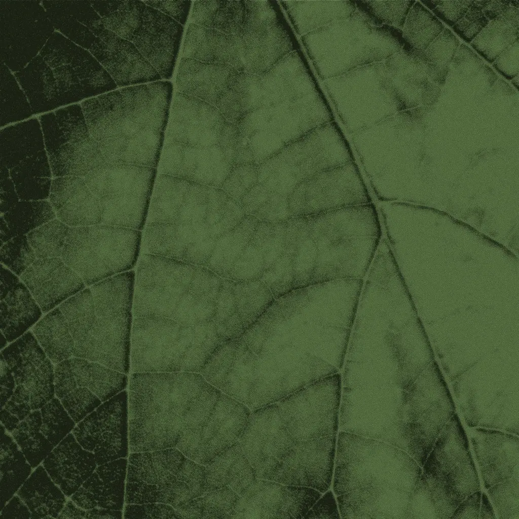 Close-up of a vibrant green leaf surrounded by other lush green leaves, showcasing intricate textures and details.