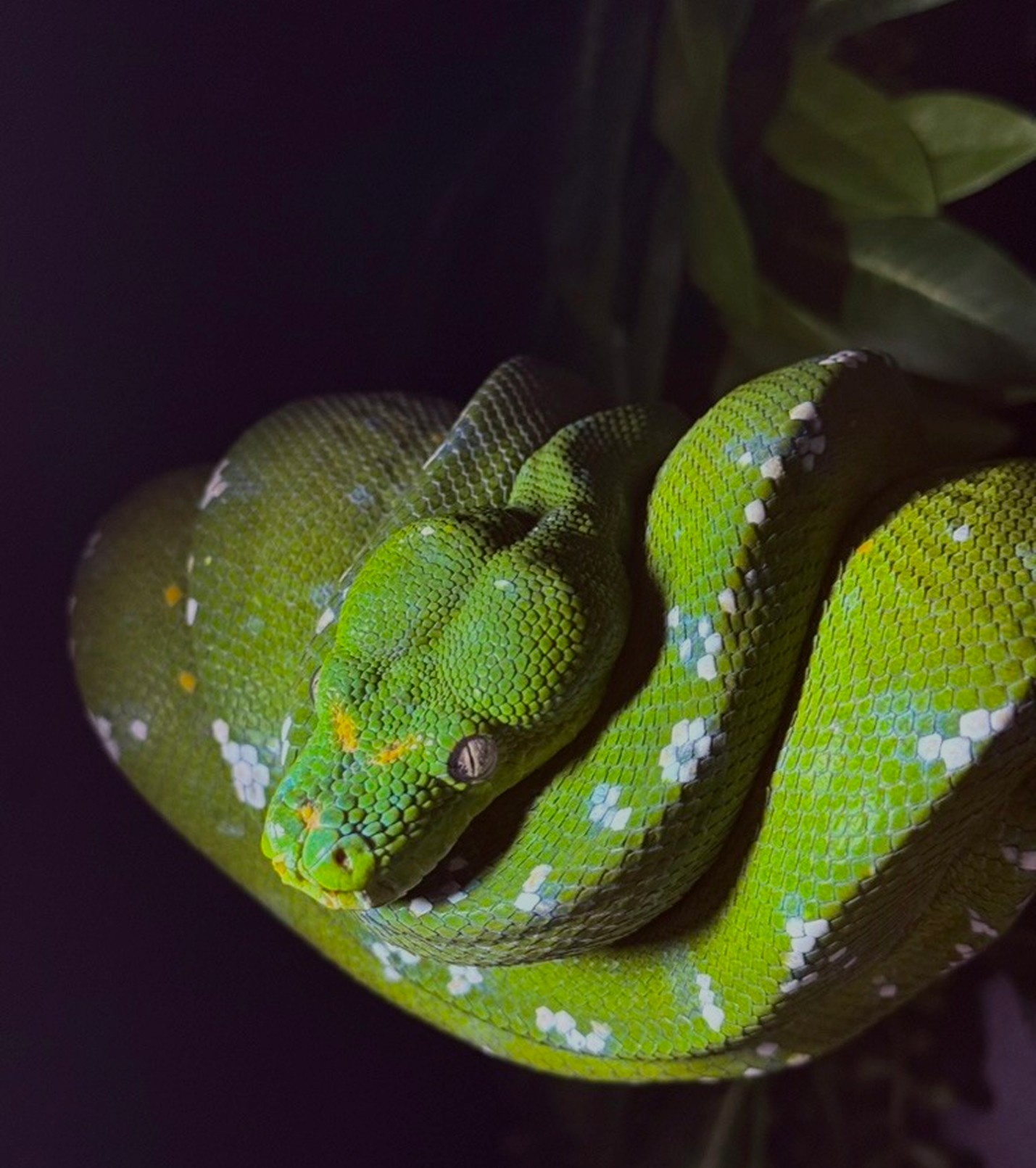 Green Fern