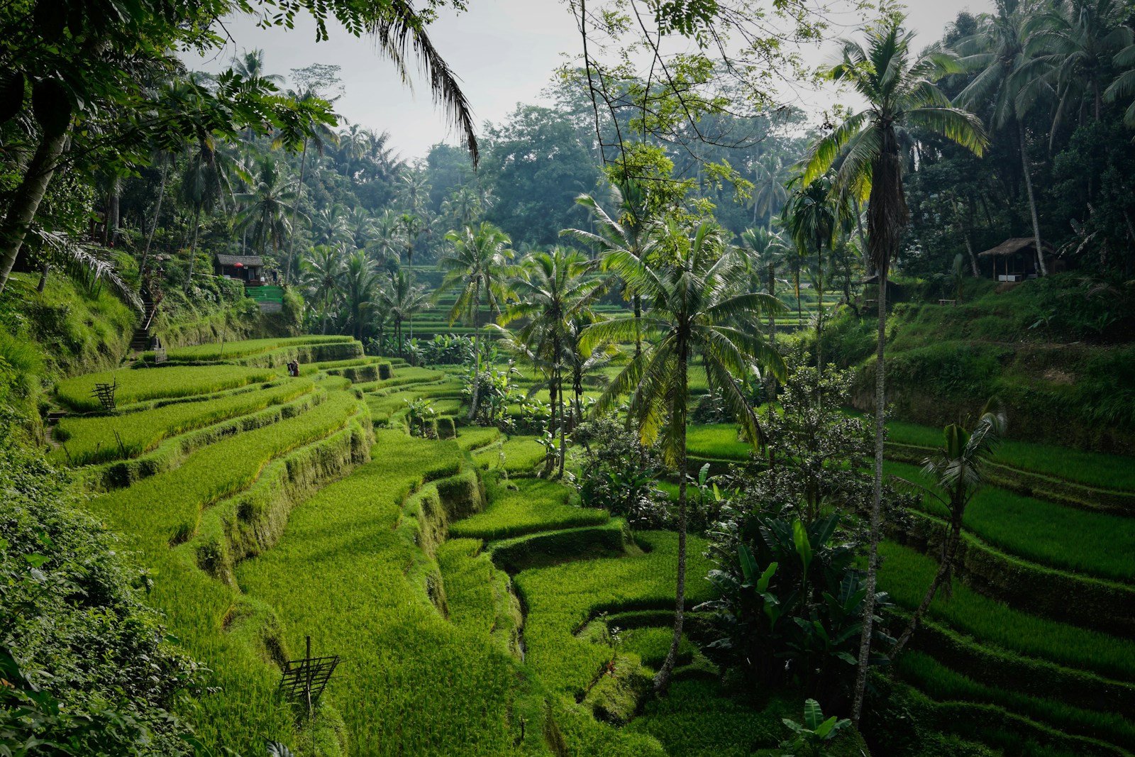 Lush green rice terraces cascading down a hillside in Ubud, Bali with tropical palms