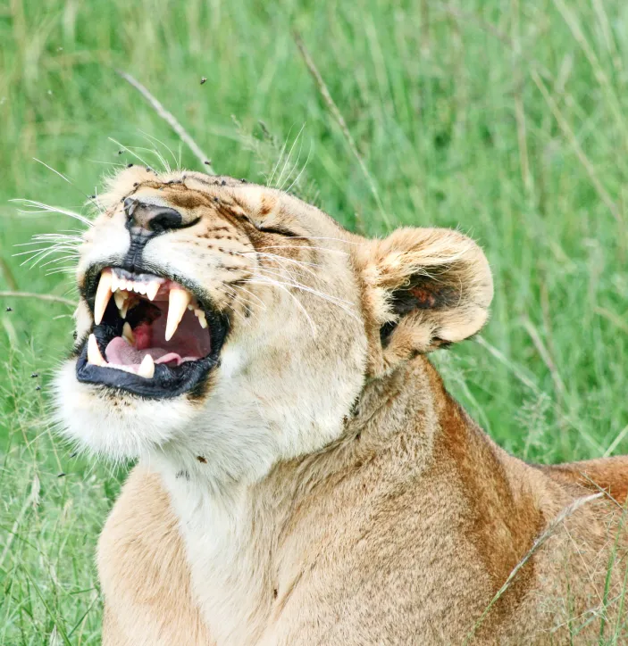A lion's large canines