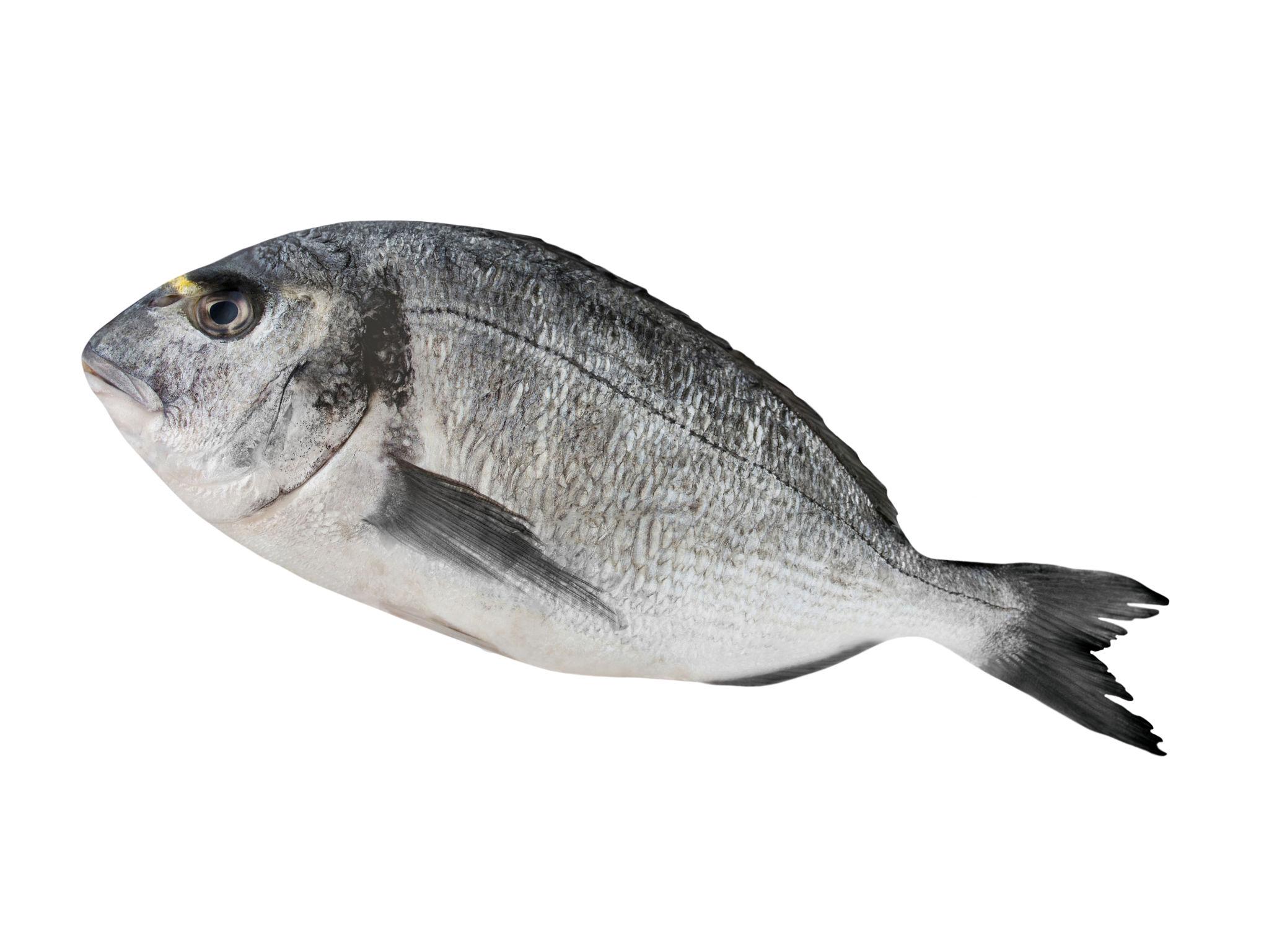 Gilthead Bream (Orada)