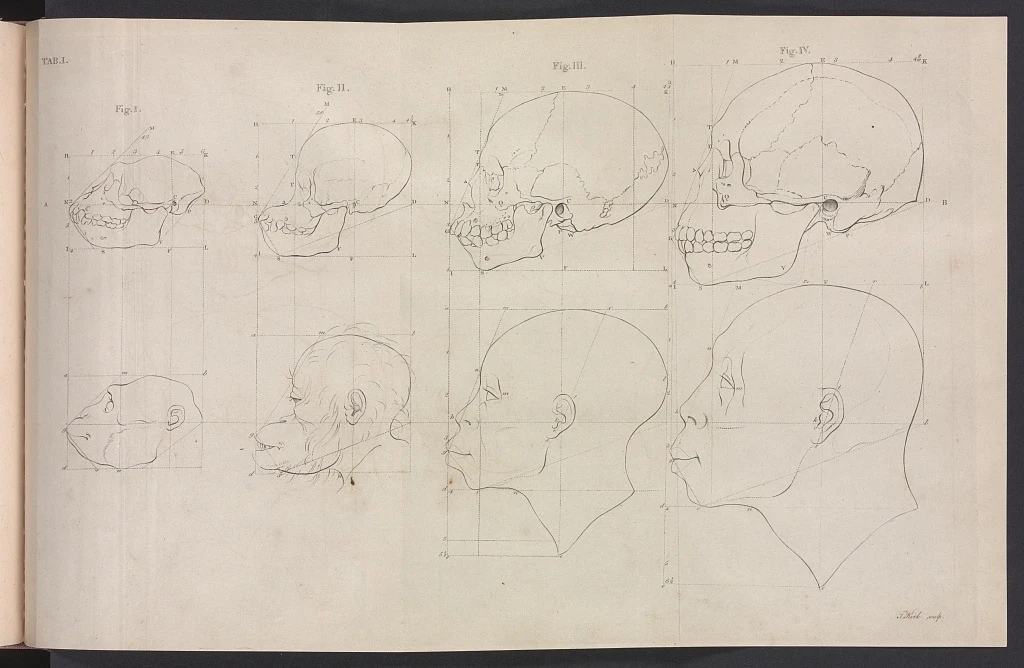 Eugenics Skull Drawings