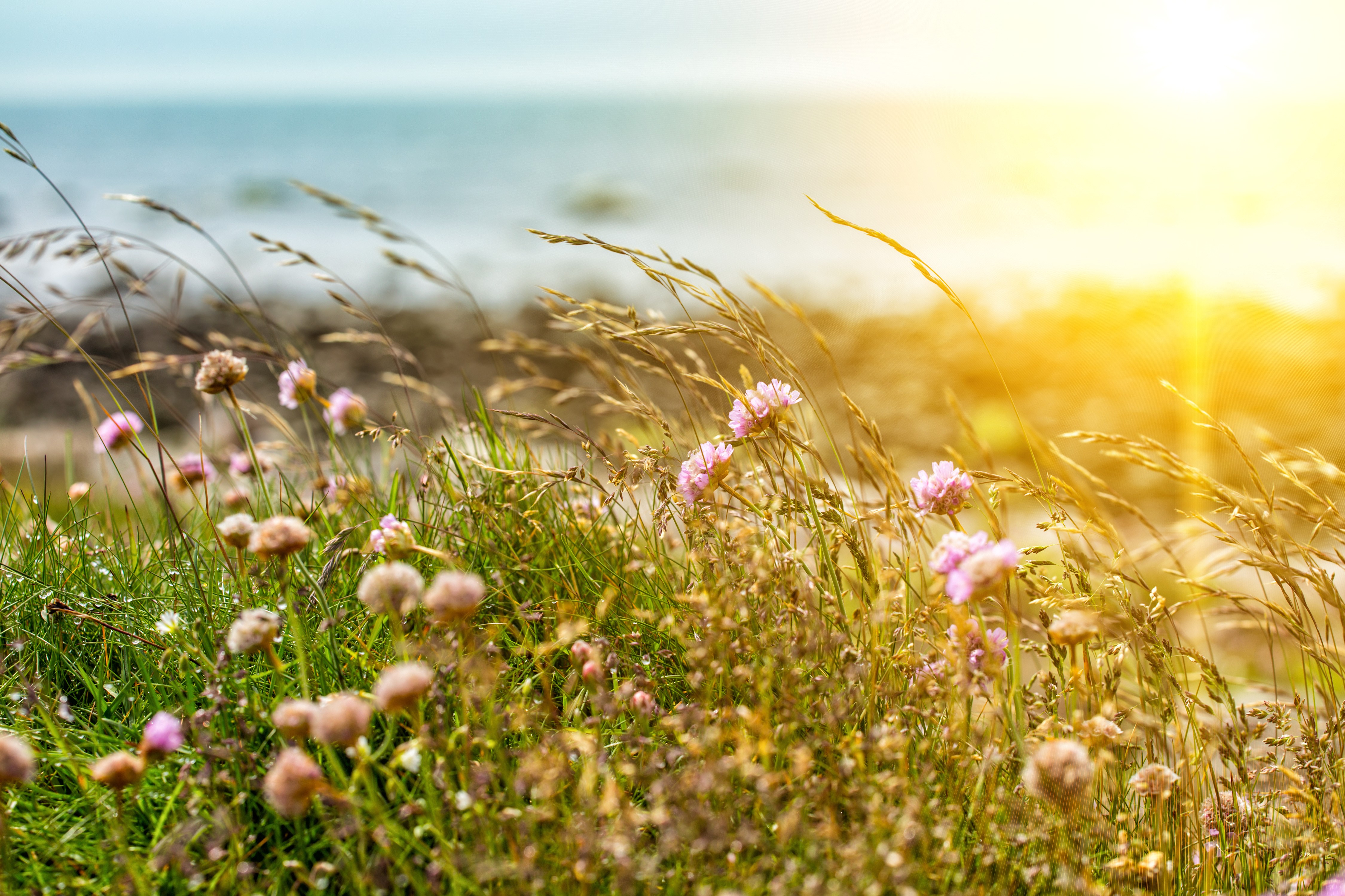 Solnedgång över strandlandskap