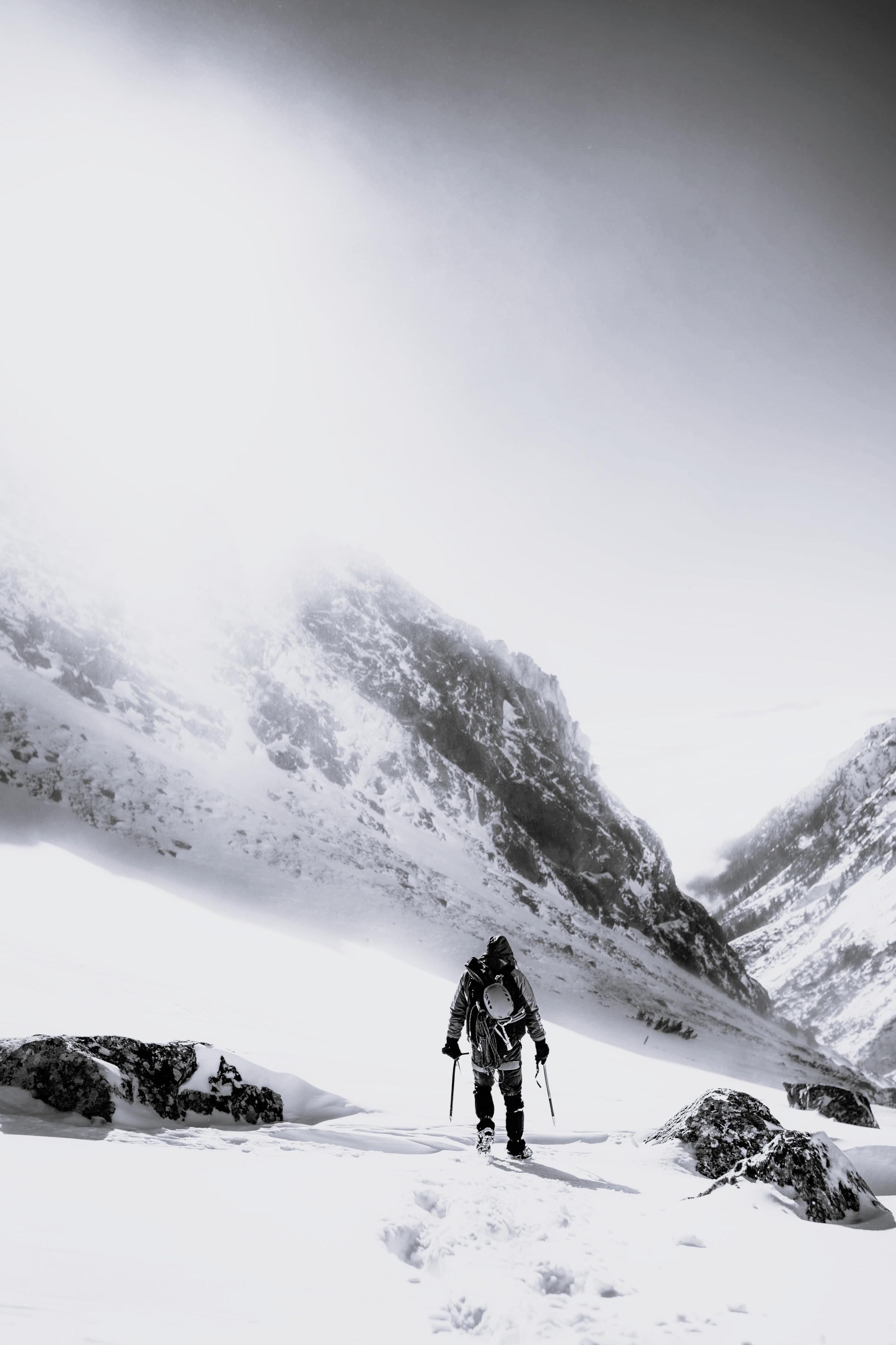 Close-up of lush, dark green leaves, some glossy and wet, against a muted background.