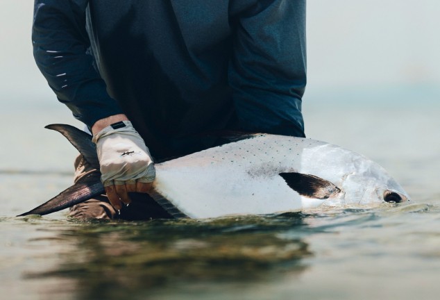 Angler holding a permit fish sideways and semi-submerged on a southern Belize flat