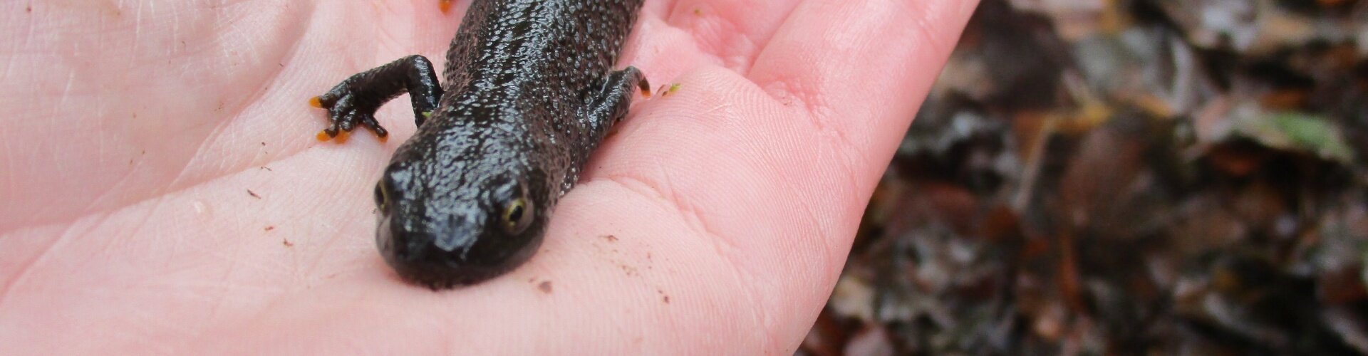 Kamsalamander