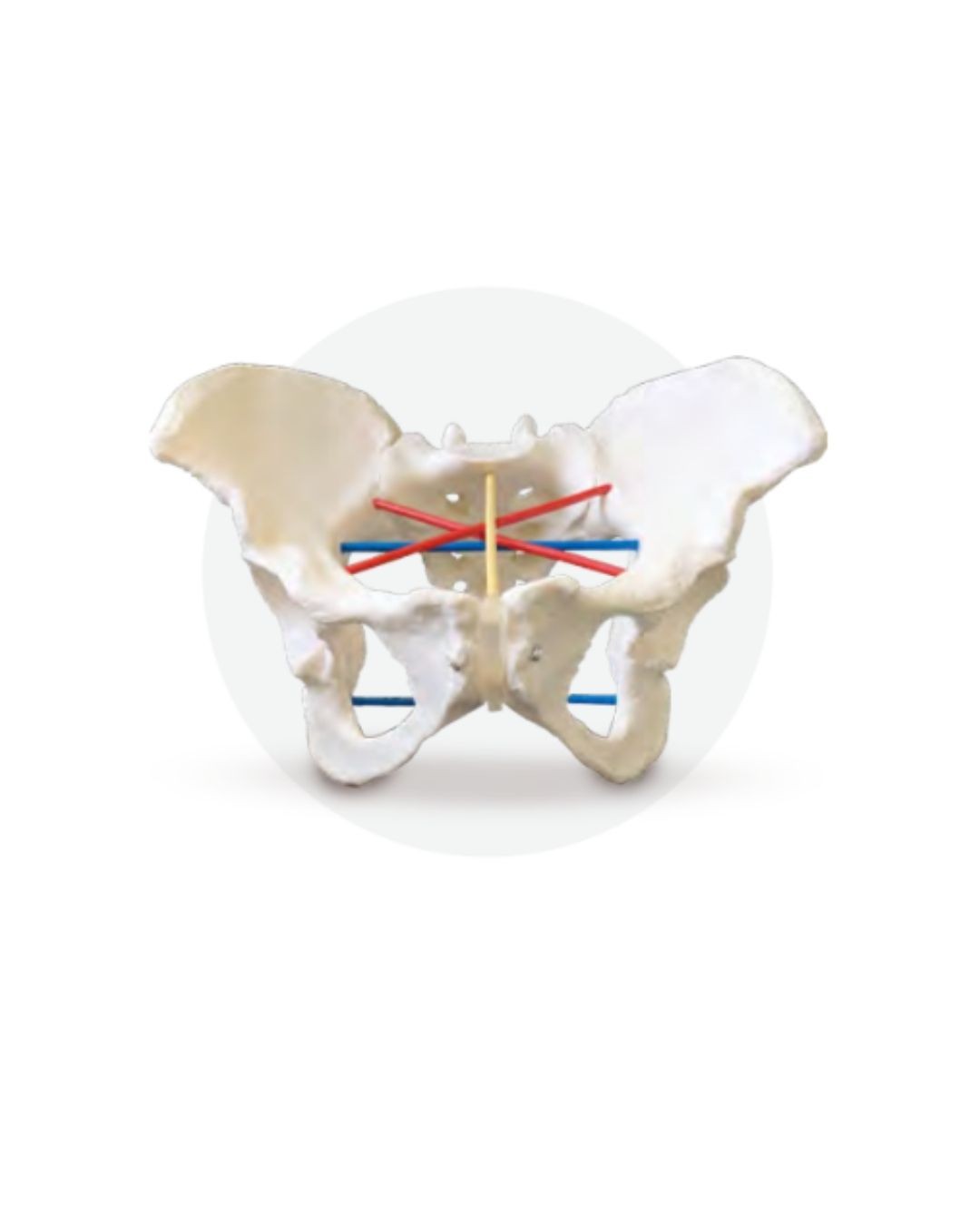 Female pelvis for pelviometry