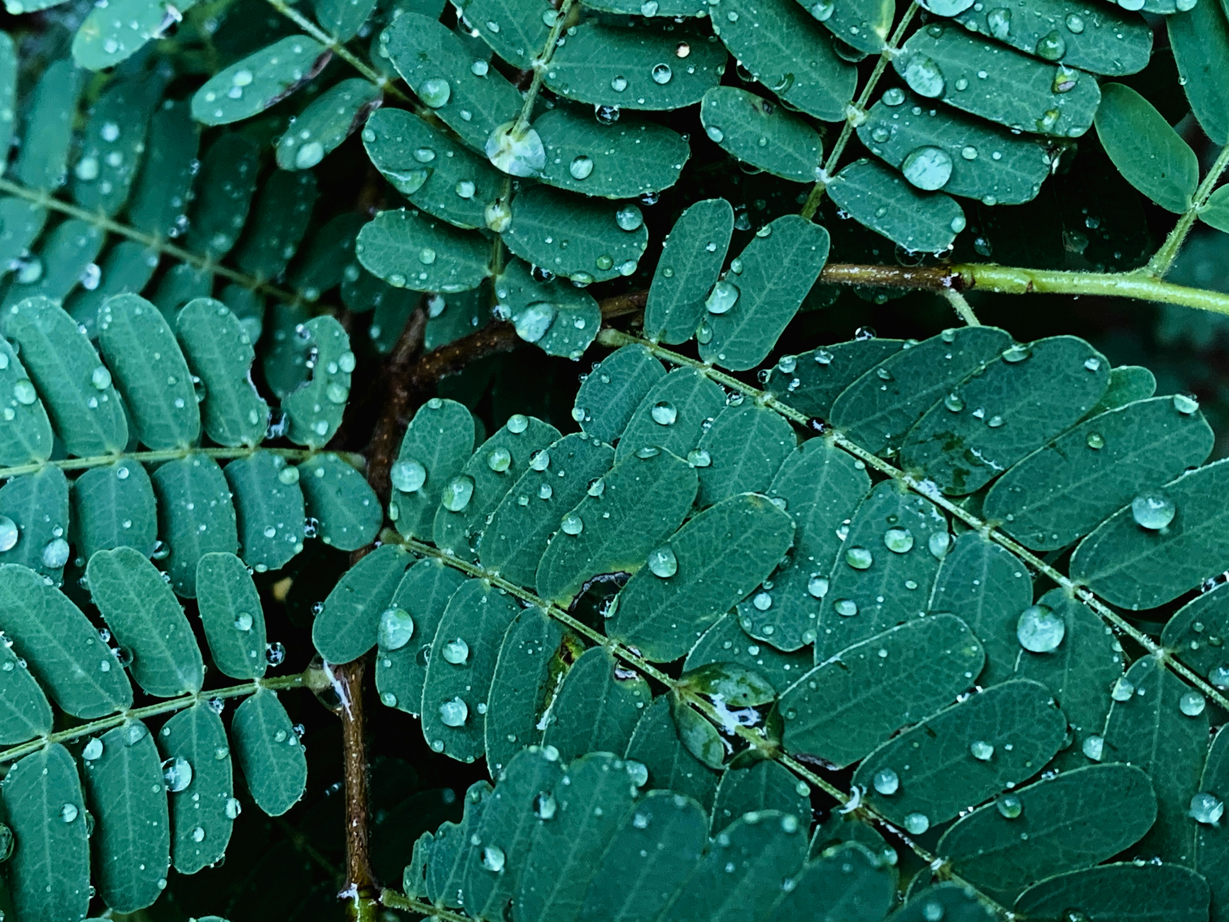 a close up of a leaf with water droplets on it