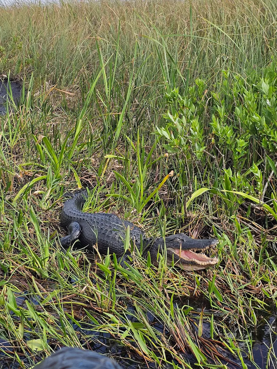 Close view of an alligator in grassy water