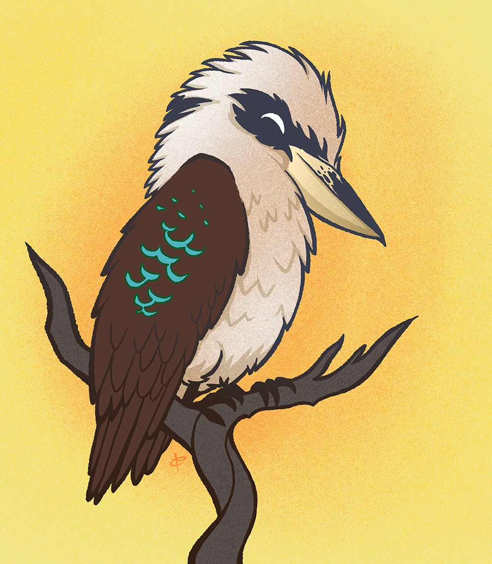 Illustration of a Kookaburra