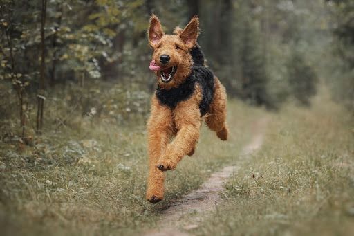 An Airedale terrier running down a trail with its mouth open
