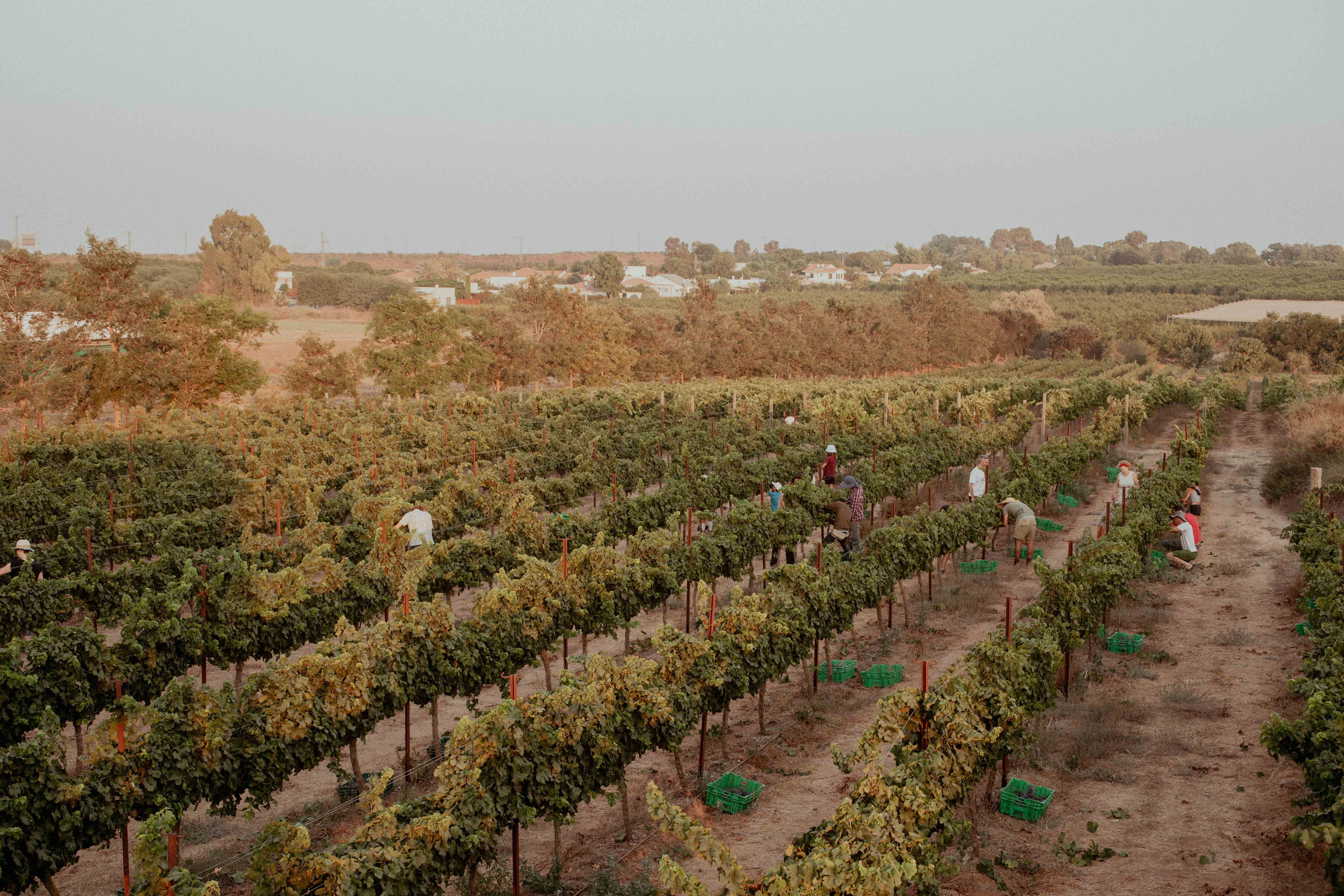Vineyard landscape at the winery