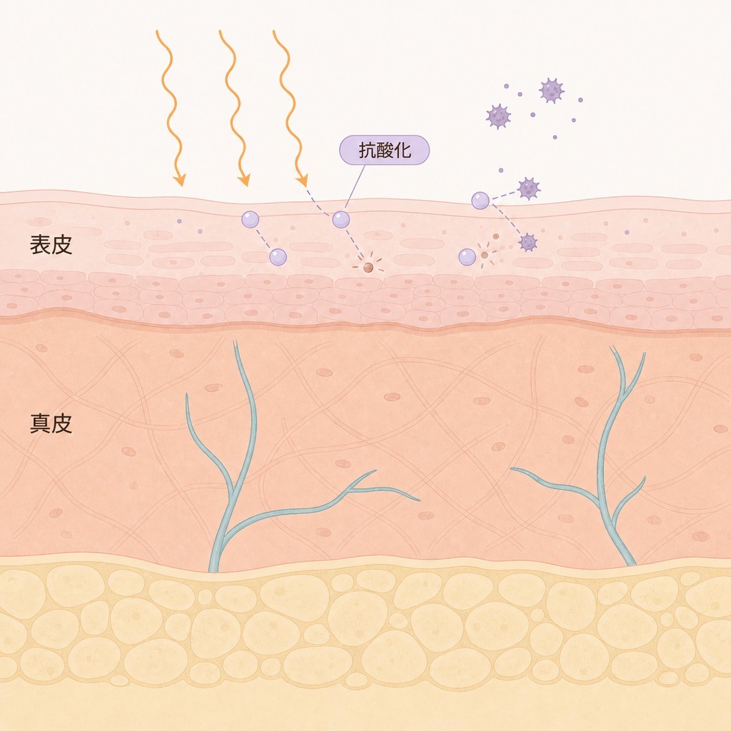 ビタミンCセラムが肌で果たす役割