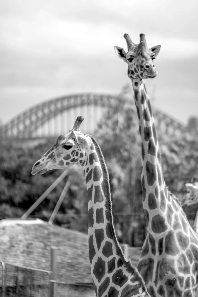 Giraffes at Taronga Zoo with the Sydney Harbour Bridge in the background, overlooking Sydney Harbour Australia.