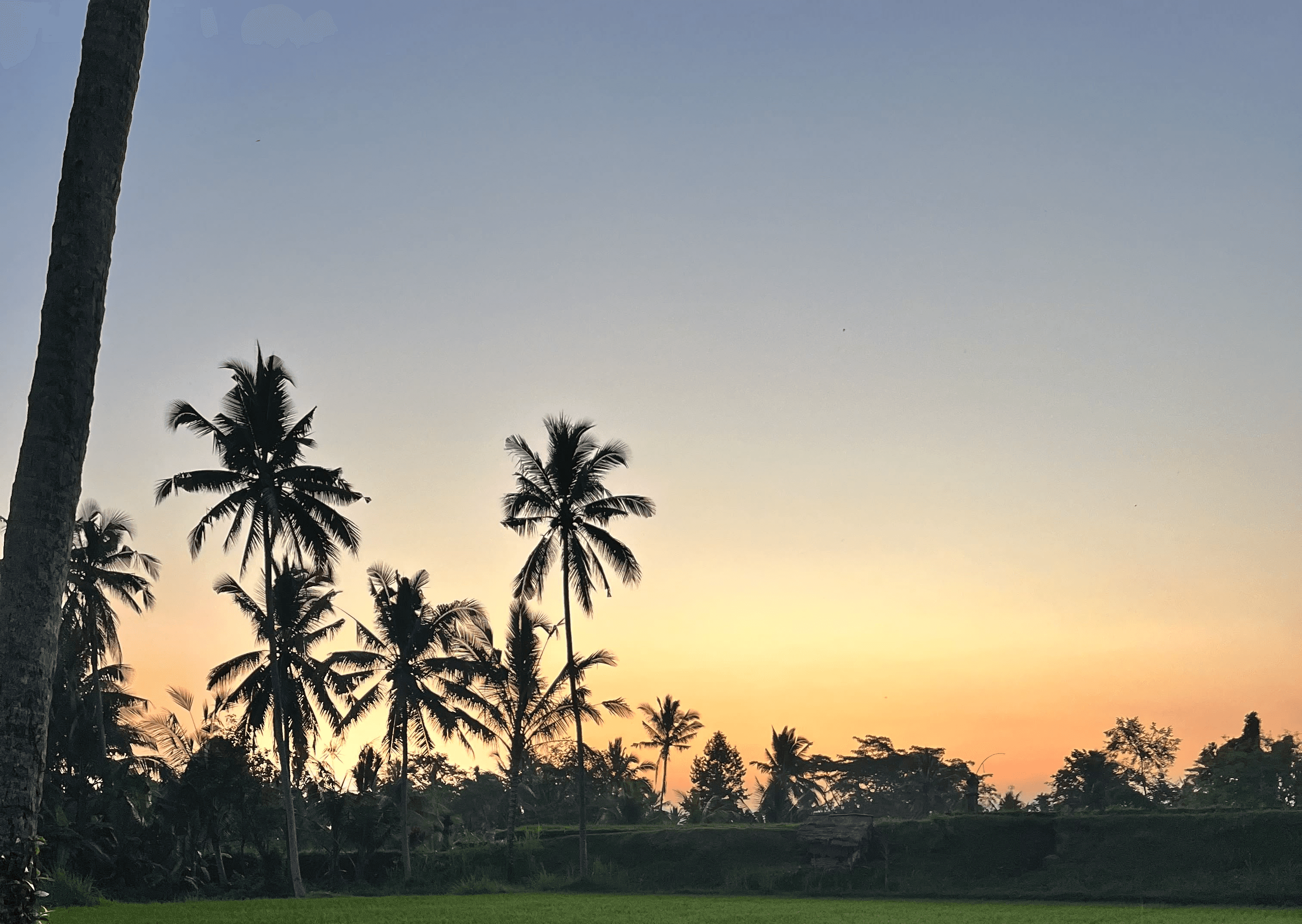 Close-up of a dark green leaf showing its textured surface and central vein against a muted background.