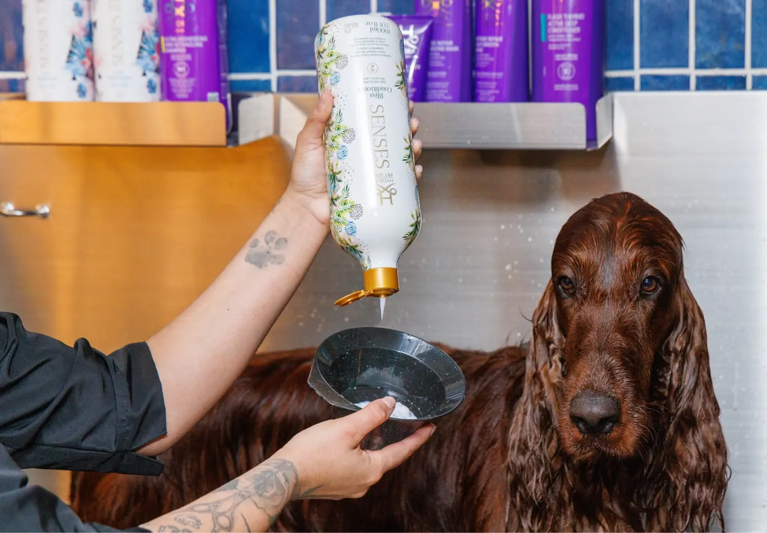 Groomer blow-drying a dog's coat after a spa treatment at Mimo, dog grooming in La Jolla