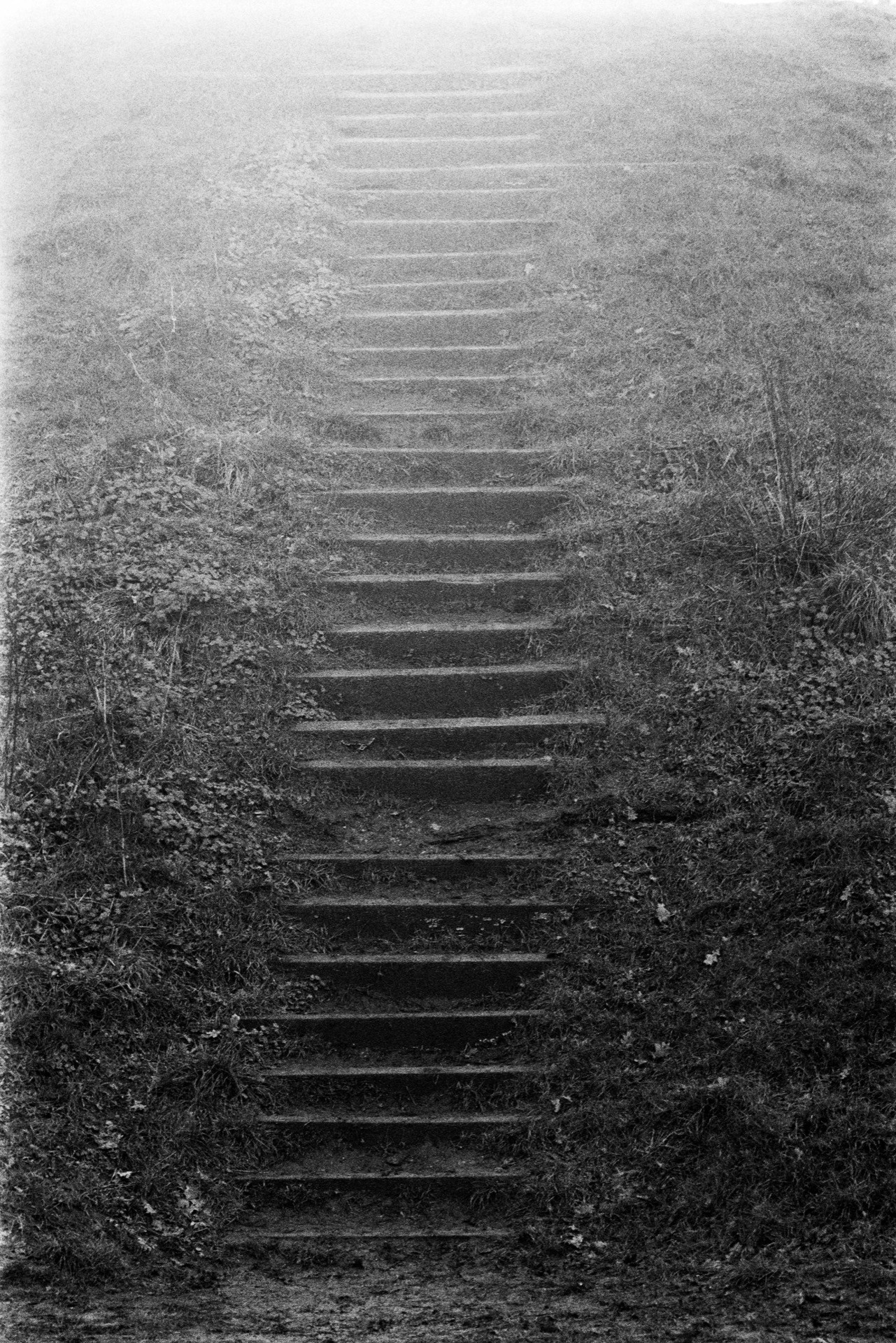 Weathered timber steps ascending steep embankment, worn treads bordered by winter vegetation and bare branches creating tunnel effect upward