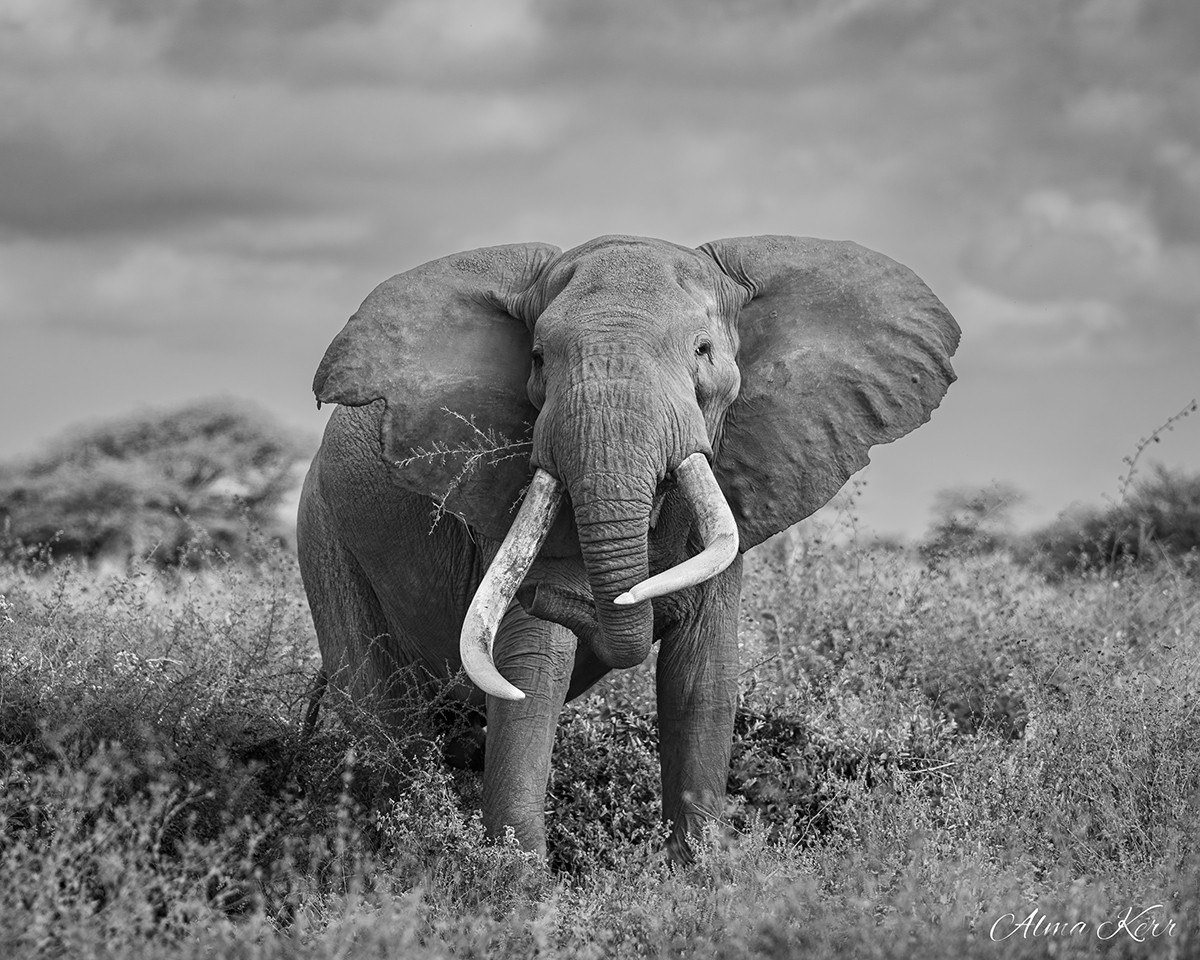 Amboseli Guest Blog