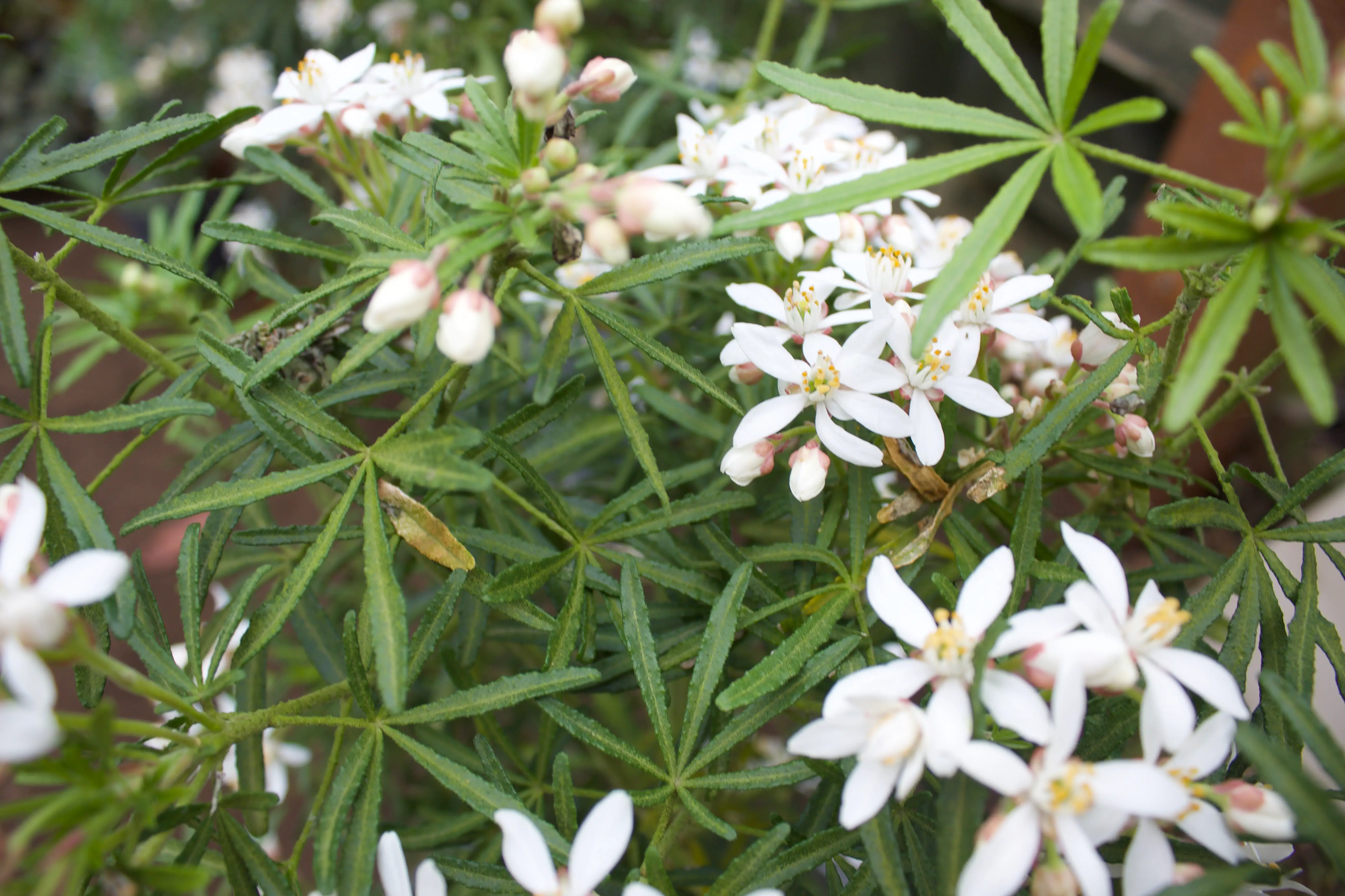 Close-up of small white flowers with green foliage in the background, creating a vibrant natural scene.