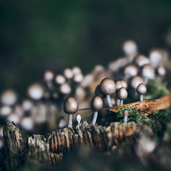 Macro close-up of mushrooms