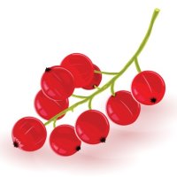 Ribes