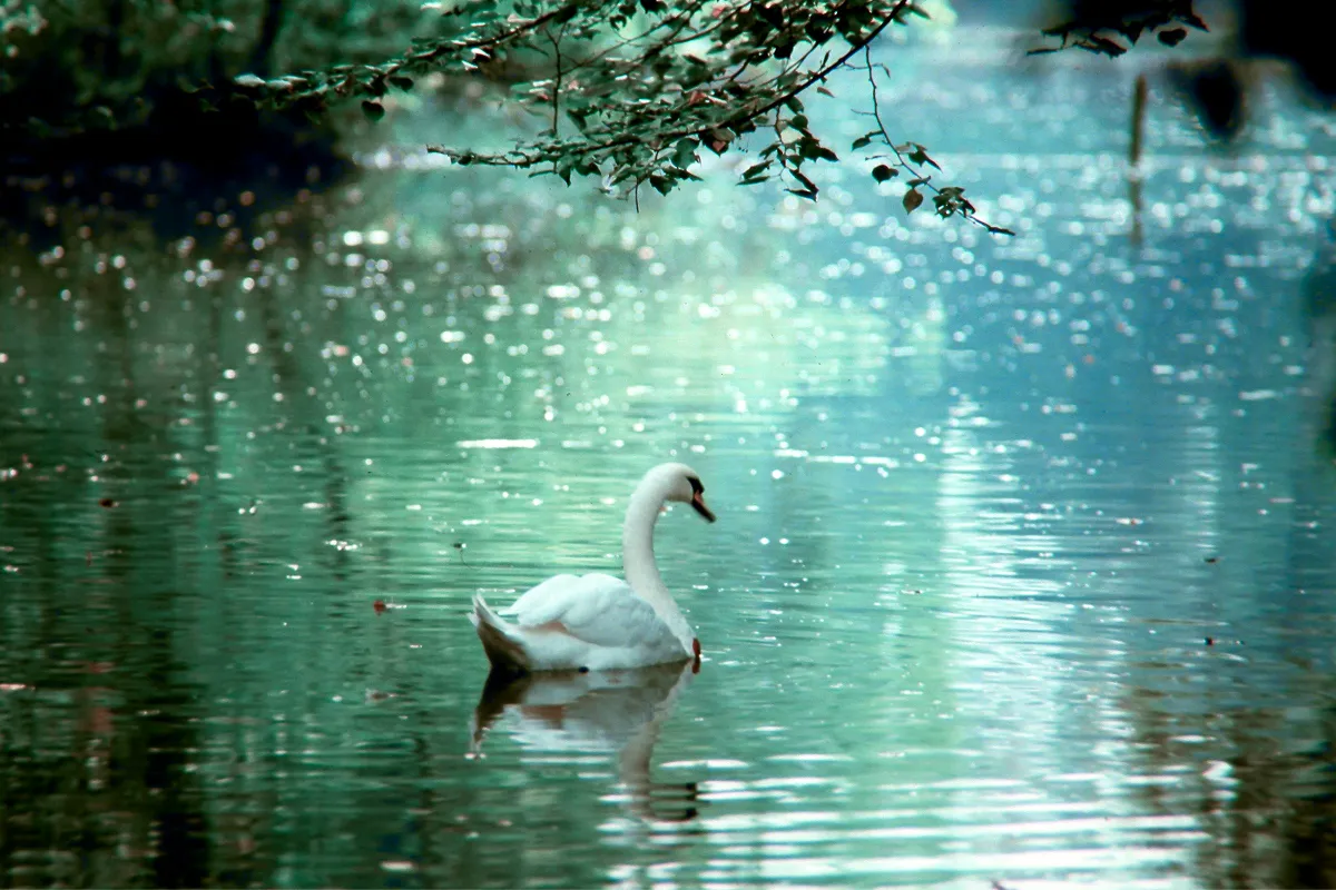 natura-2000-tierbeobachtung-schwan-traunxperience-lambach-wels-oberösterreich