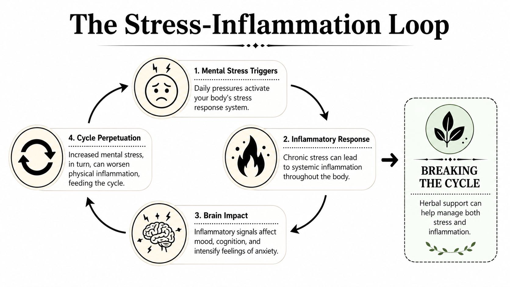 A diagram illustrating the Stress-Inflammation Loop and how herbal support can help break the cycle.