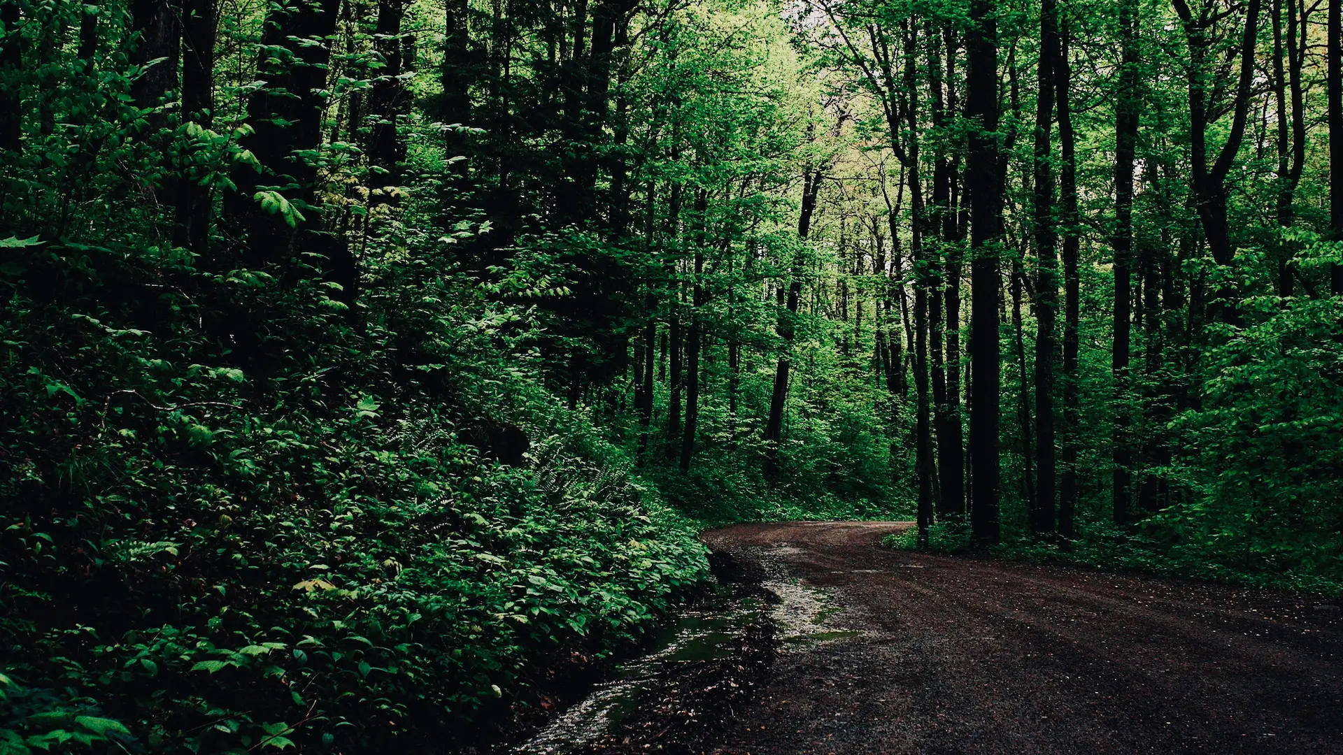 A quiet dirt road curving through dense green forest in the Appalachian foothills