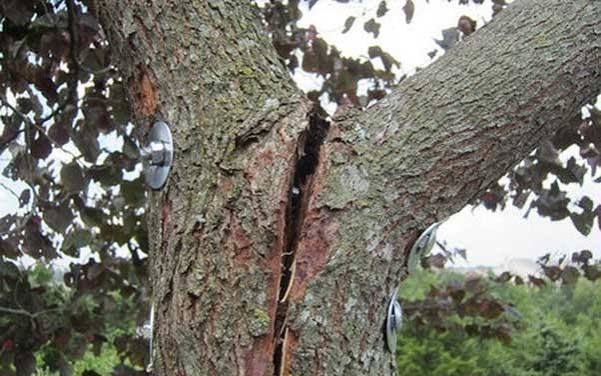 Large crack and split in a tree trunk indicating structural weakness and an increased risk of tree failure.