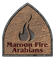 Maroon Fire Arabians Logo