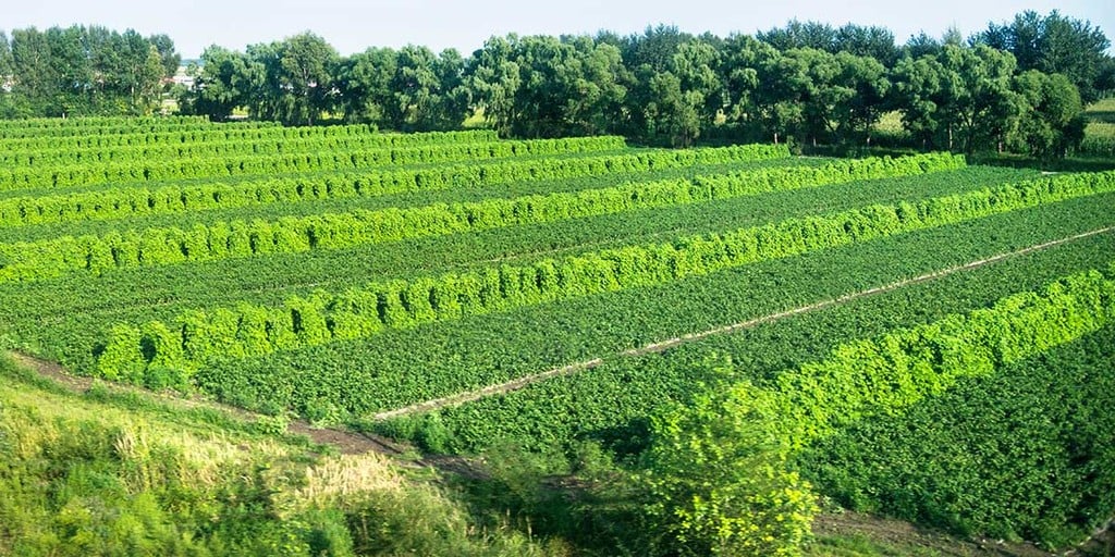 What is Agroforestry