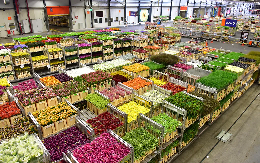 Auction carts at the flower auction