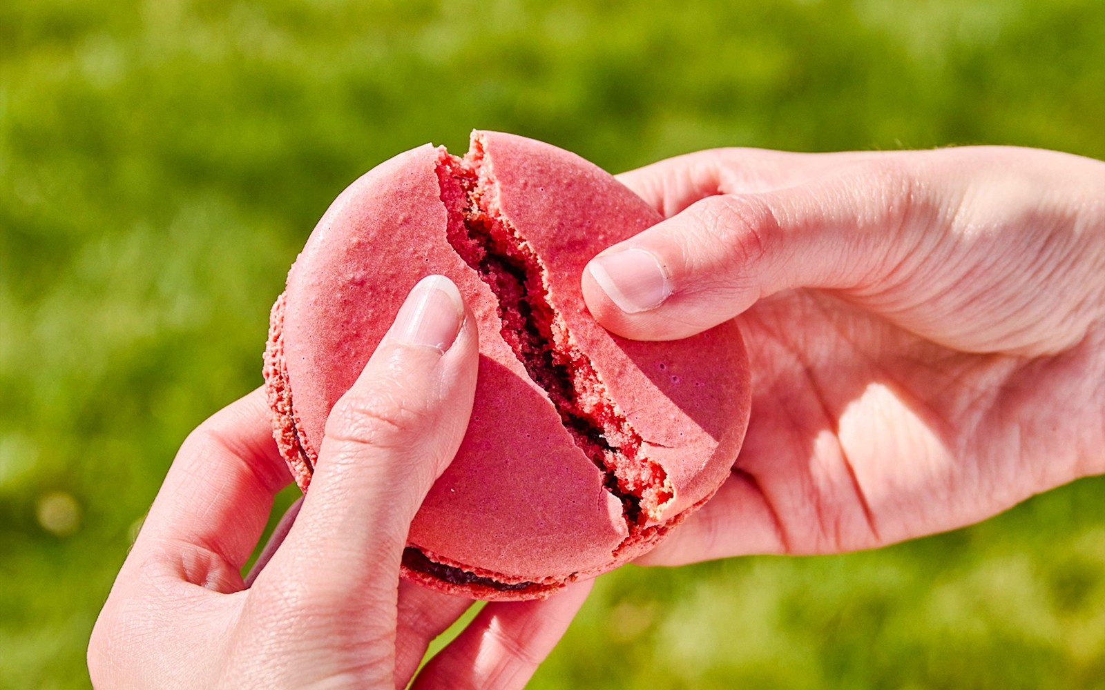 Người cầm một chiếc macaron màu hồng tại Angelina Rivoli, Paris, Pháp.