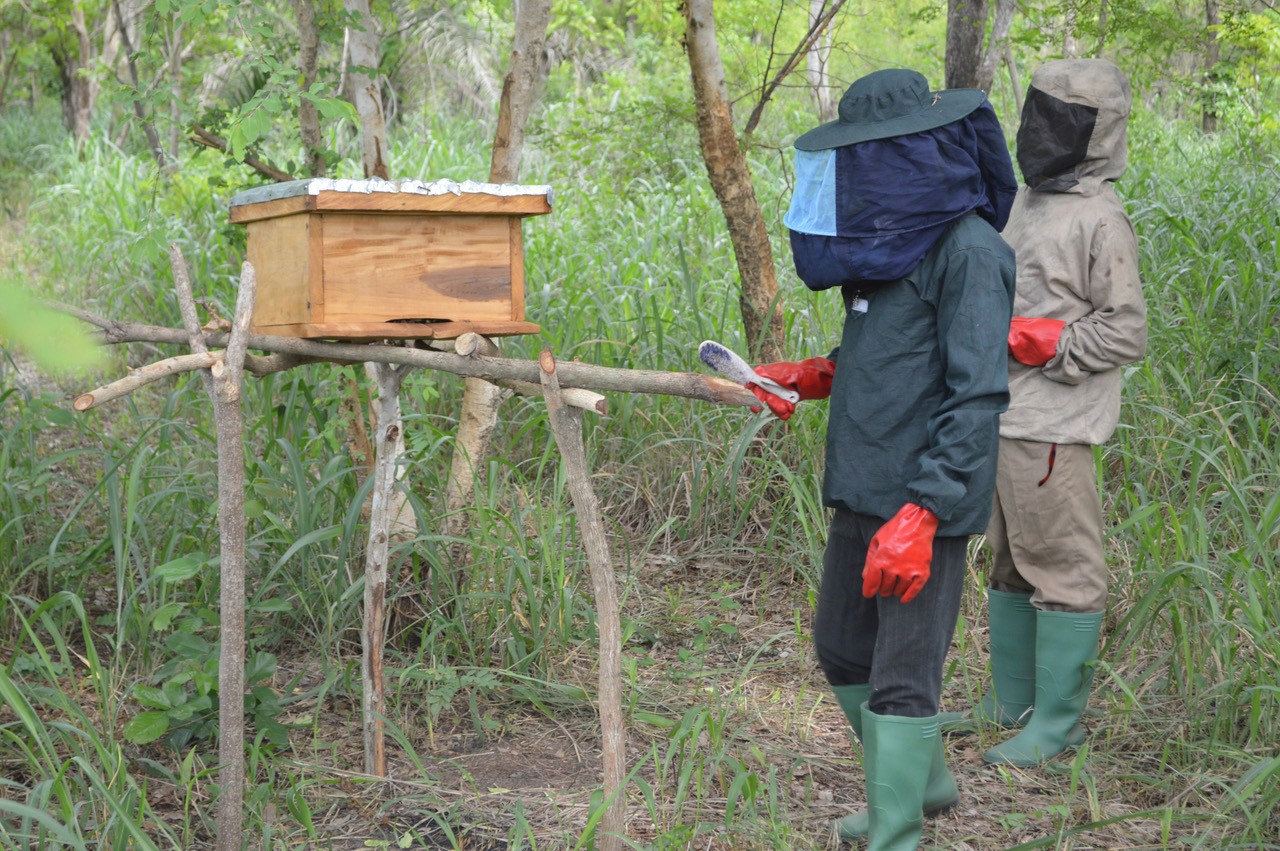 Zwei Personen in Schutzkleidung arbeiten an einer Bienenbeute im PROJECT TOGO.