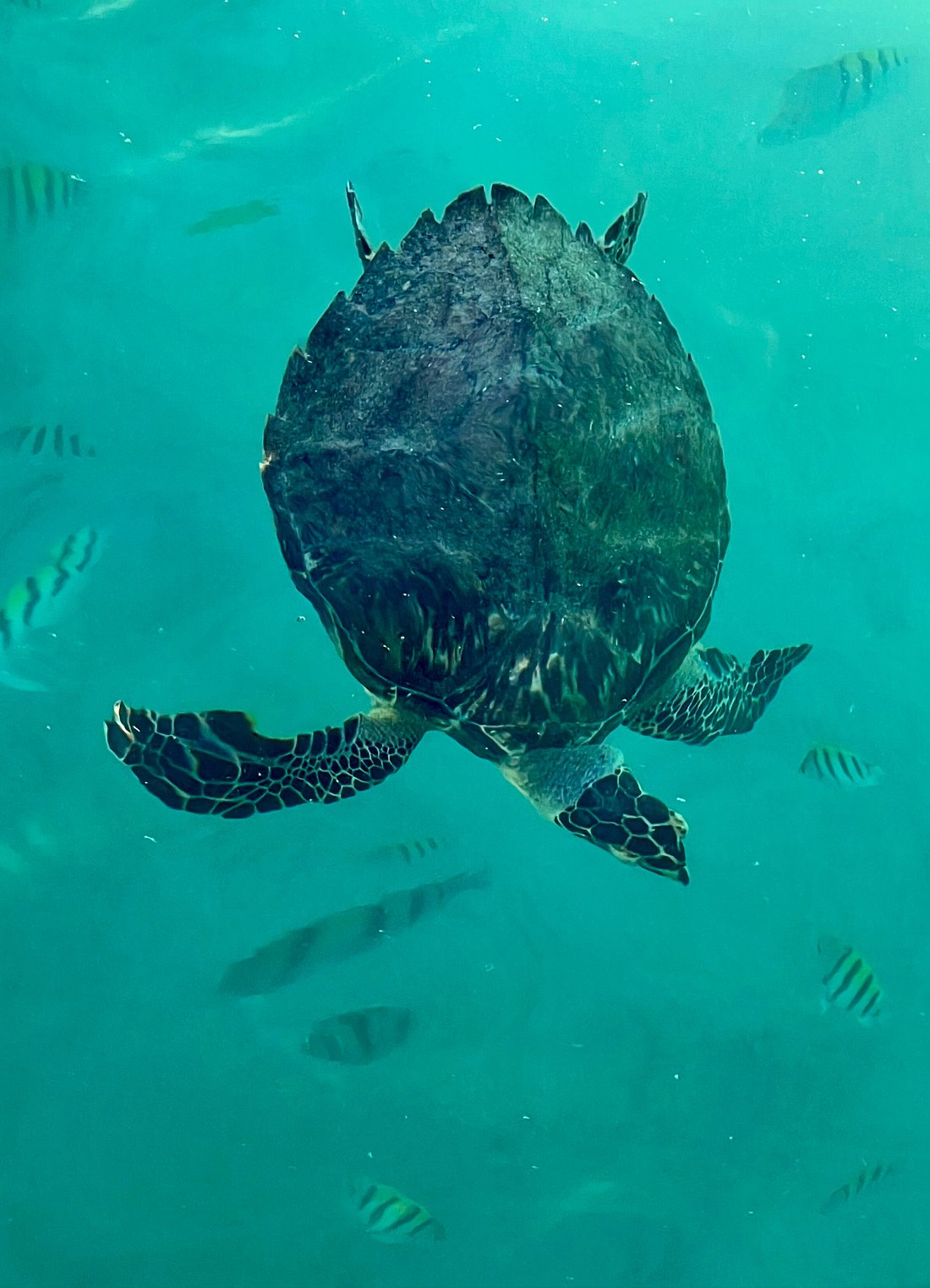Scuba Diving