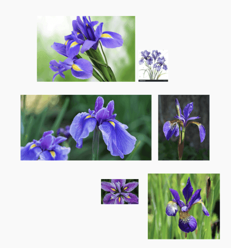 Incident Reporting Identity System — I researched the iris flower and its symbolism, particularly its connection to clarity, insight, and perception. I also rev