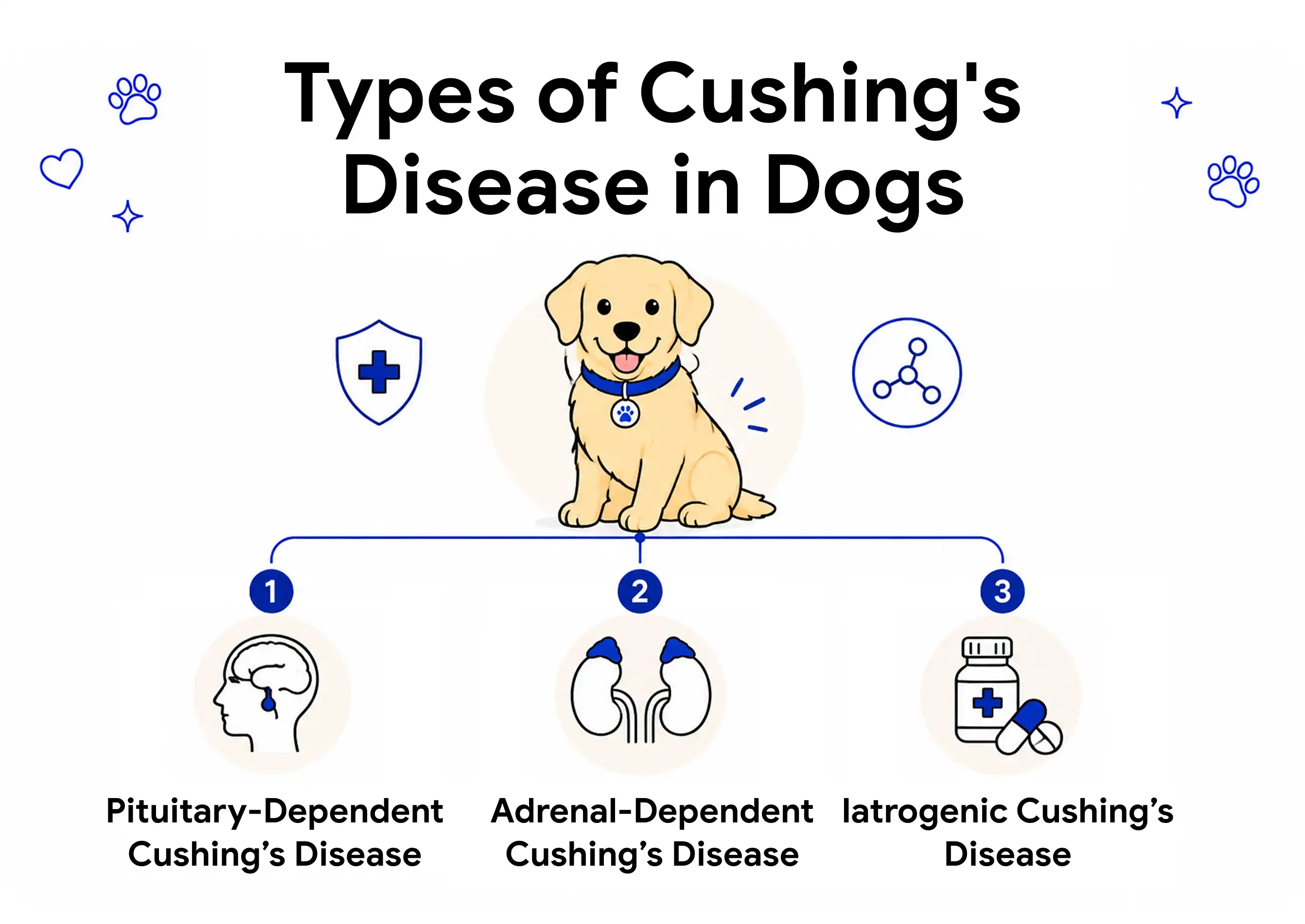 Types of Cushing’s Disease in Dogs