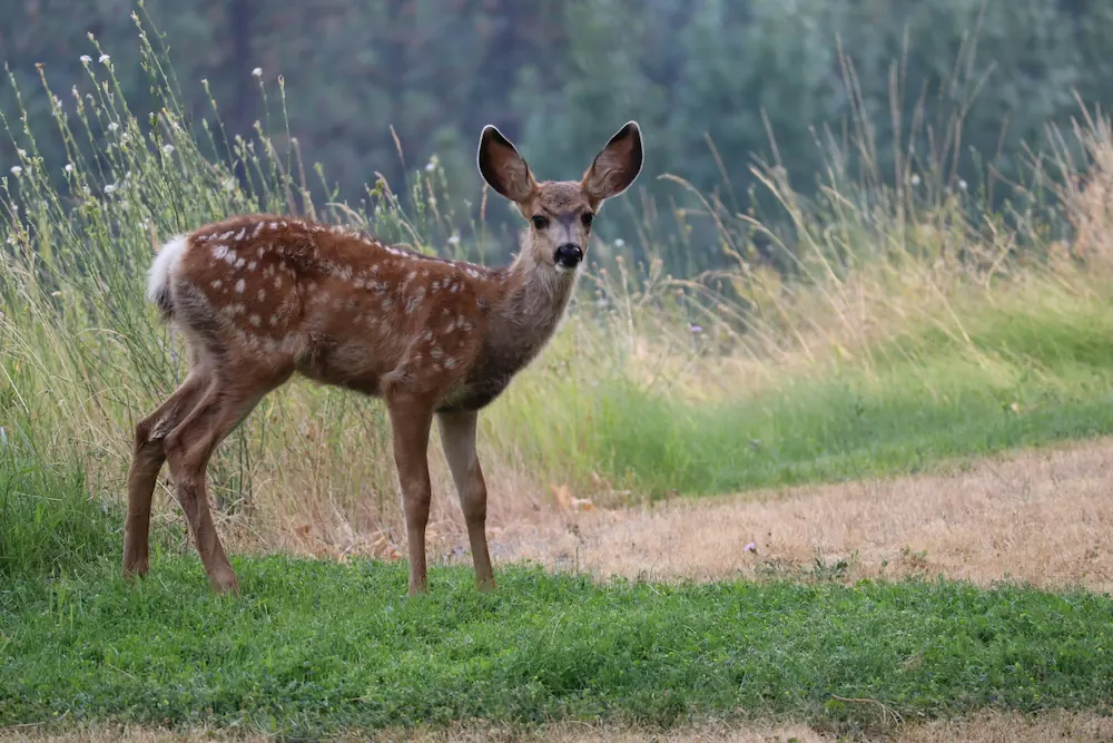 Reeh steht mittem auf einem Feld