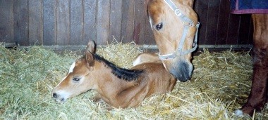 Bild Pferdeausbildung