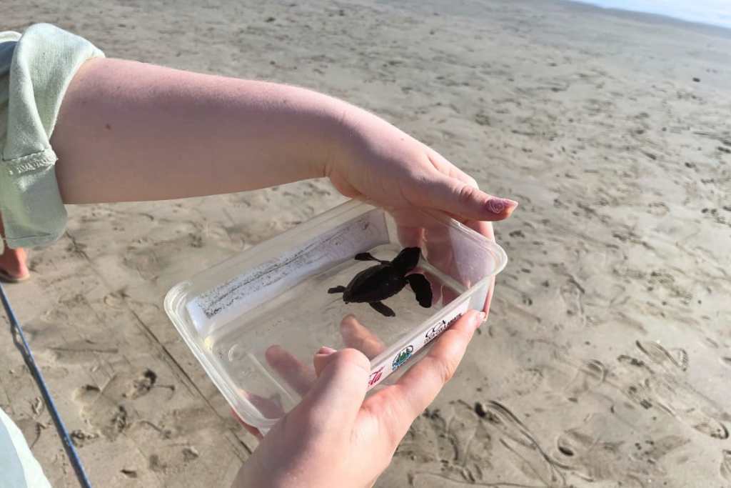 Turtle release, Bali