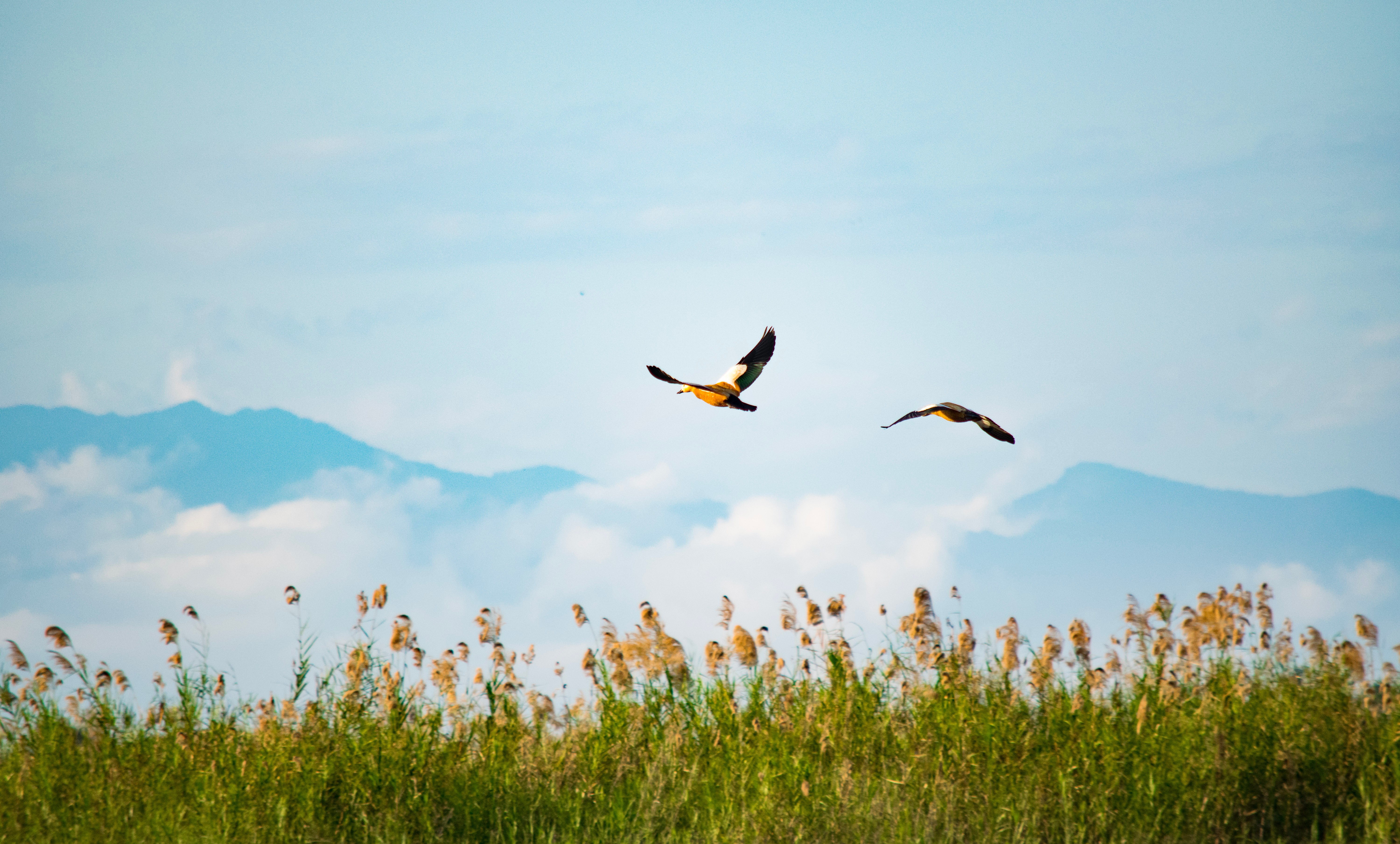 The compound impacts of biodiversity