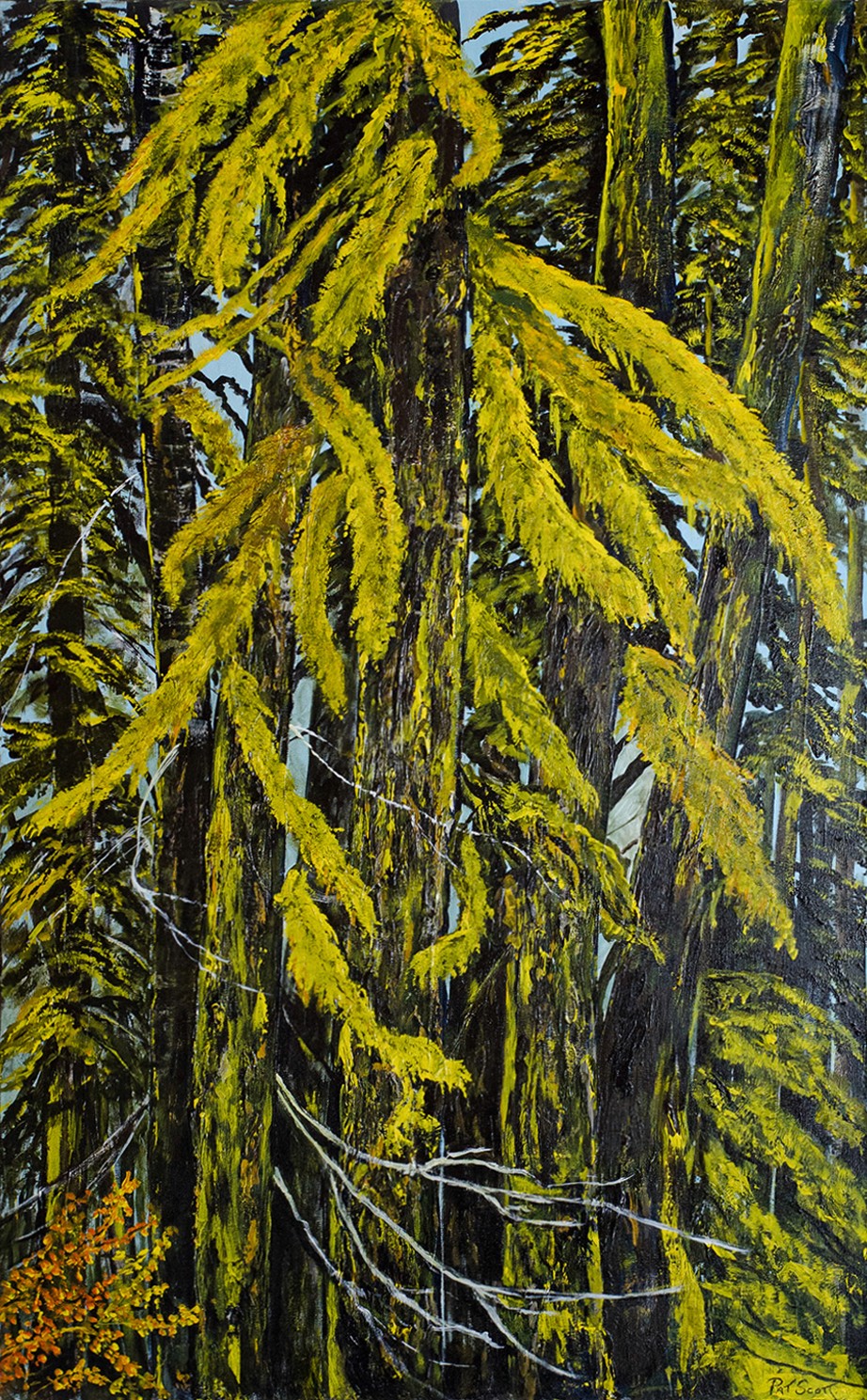 A vertical scene of trees up close highlights the moss-covered bark and bows of the pine trees in the background.